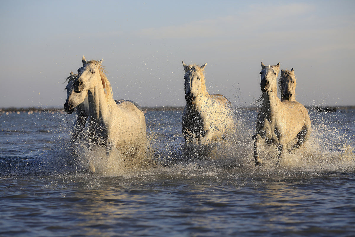 framedcanvas-print-horses-in-the-sea