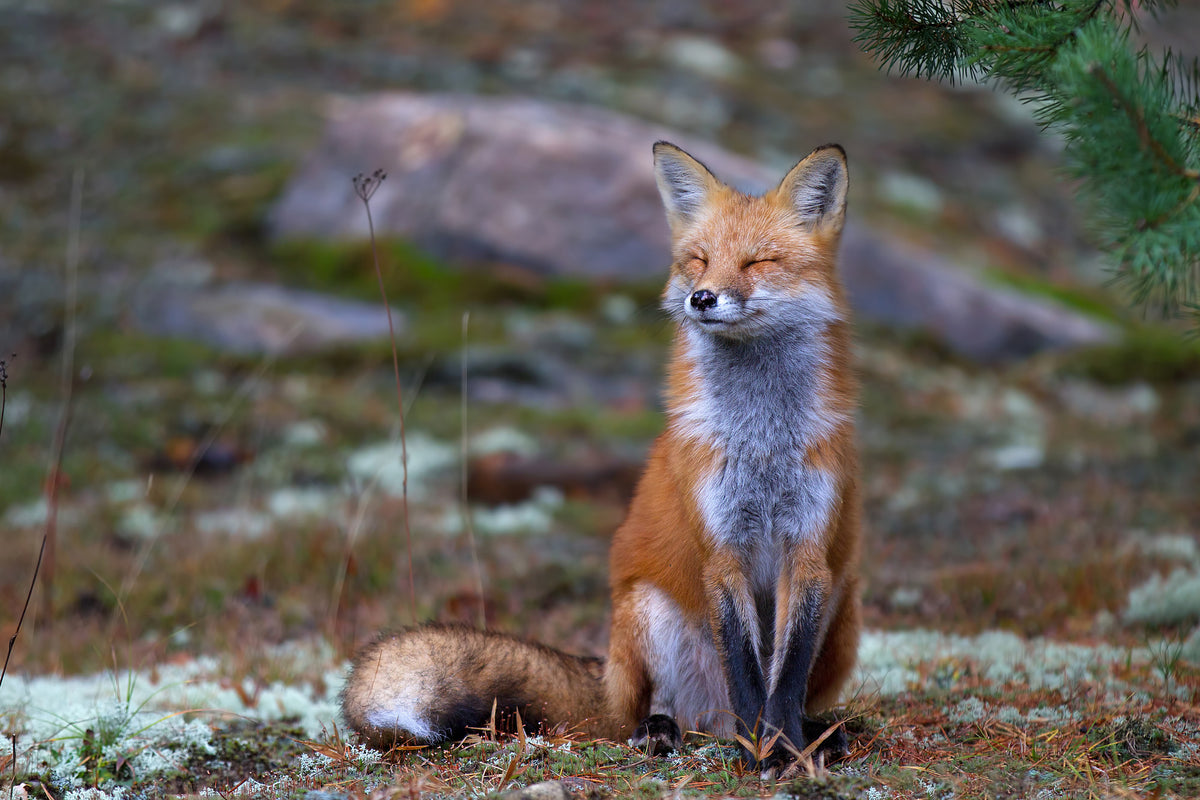 framedcanvas-print-fox-zen-algonquin-park-x
