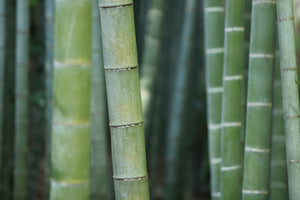 modern-3-piece-acrylic-print-bamboo-in-xxl