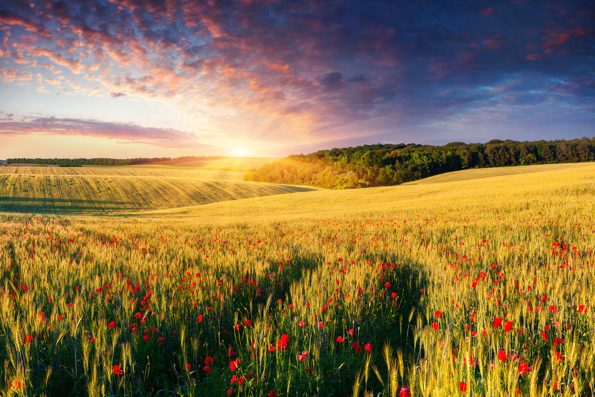 3-piece-aluminium-print-a-flower-field-at-sunrise