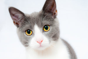 framedposter-print-noble-cat