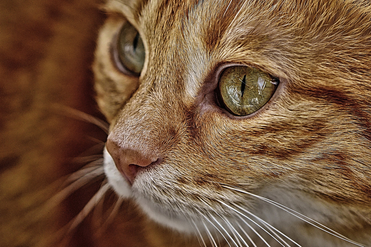aluminium-print-close-up-cat39s-head
