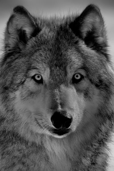 poster-print-the-wolf-x