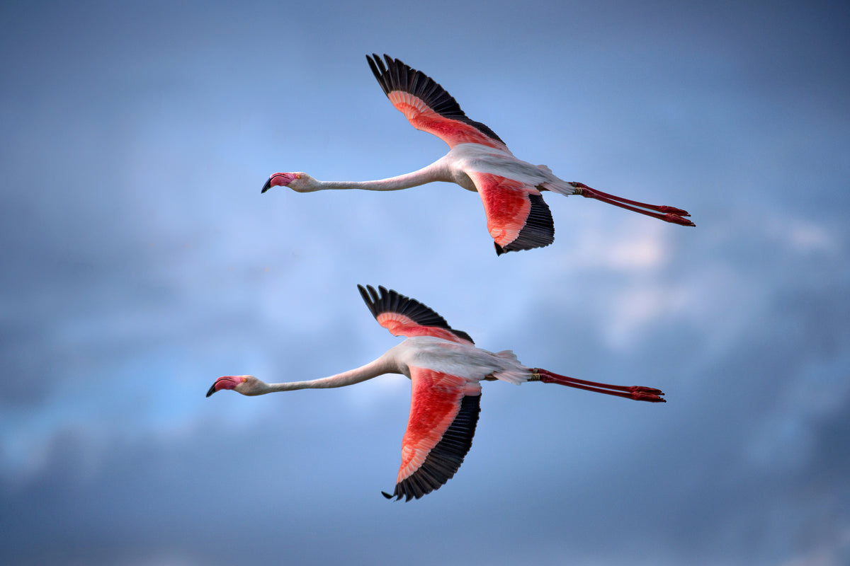 canvas-print-greater-flamingos-x