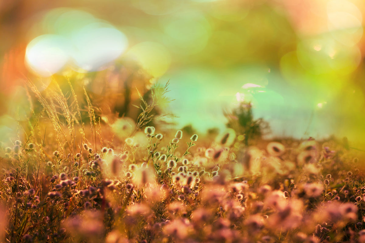 acrylic-print-flower-meadow-at-twilight