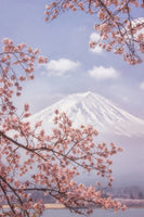 canvas-print-mtfuji-in-the-cherry-blossoms-x