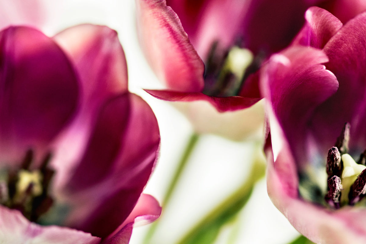 3-piece-aluminium-print-tulip-iv