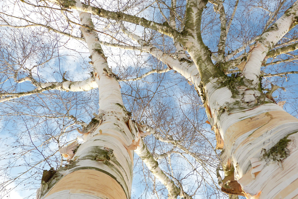 acrylic-print-the-2-birches