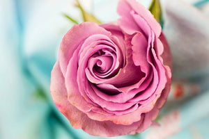 poster-print-roseblossom-in-pink