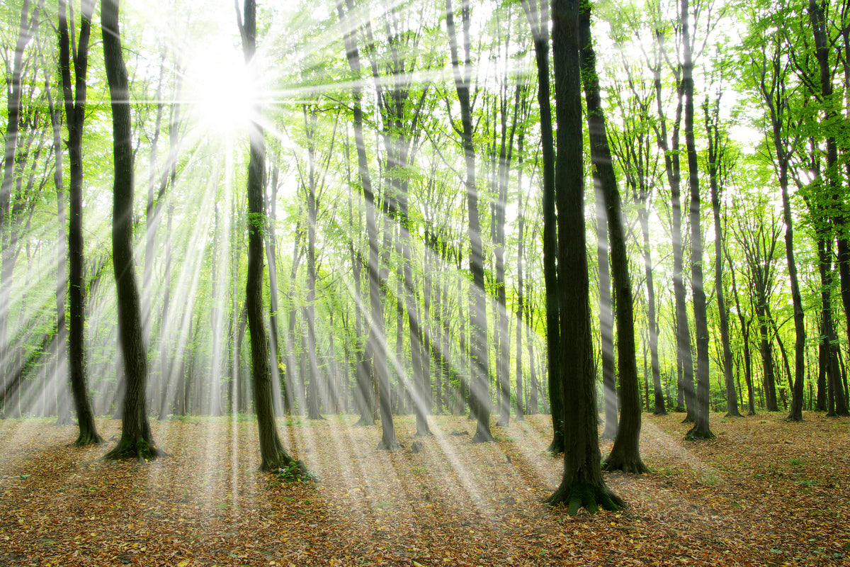3-piece-aluminium-print-magic-light-in-the-trees
