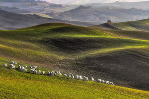 framedcanvas-print-pastoral-x