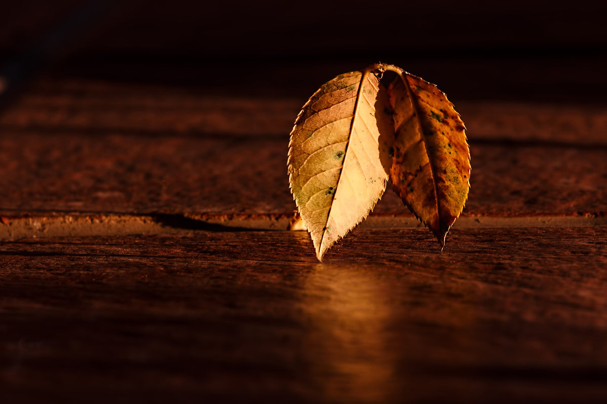 modern-3-piece-canvas-print-the-leaf