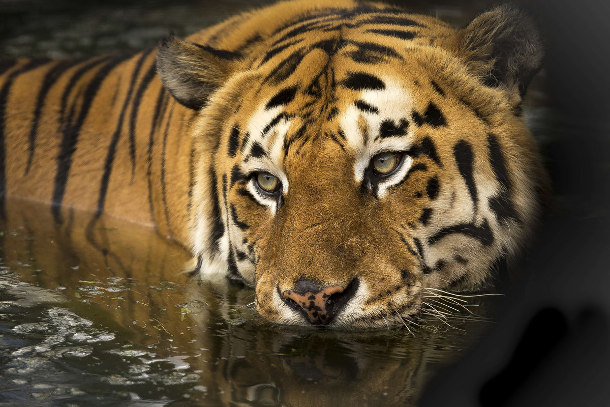3-piece-acrylic-print-tiger-in-the-water