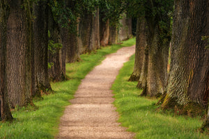 modern-3-piece-canvas-print-a-path-in-the-forest