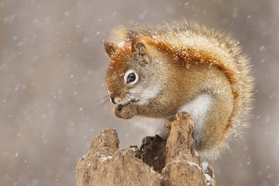 poster-print-snow-storm-x