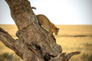 modern-3-piece-aluminium-print-leopard-serengheti-tanzania