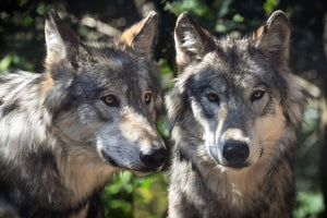acrylic-print-2-wolves