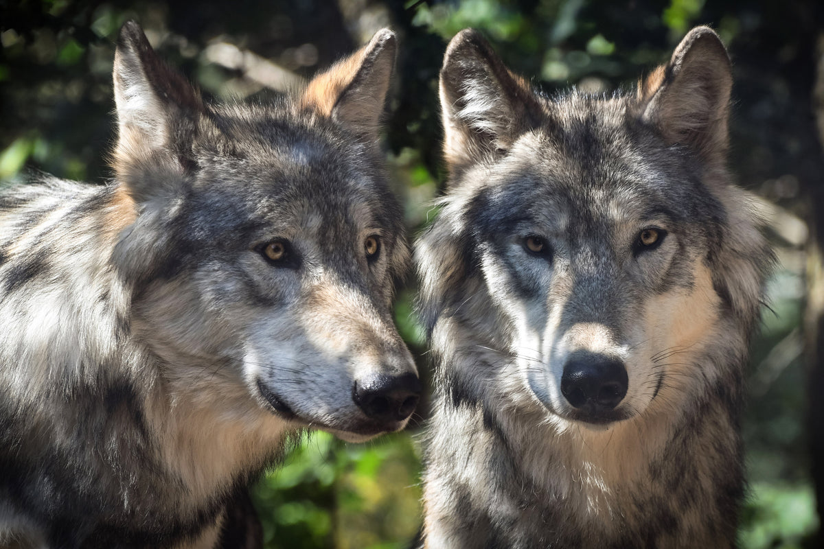 acrylic-print-2-wolves