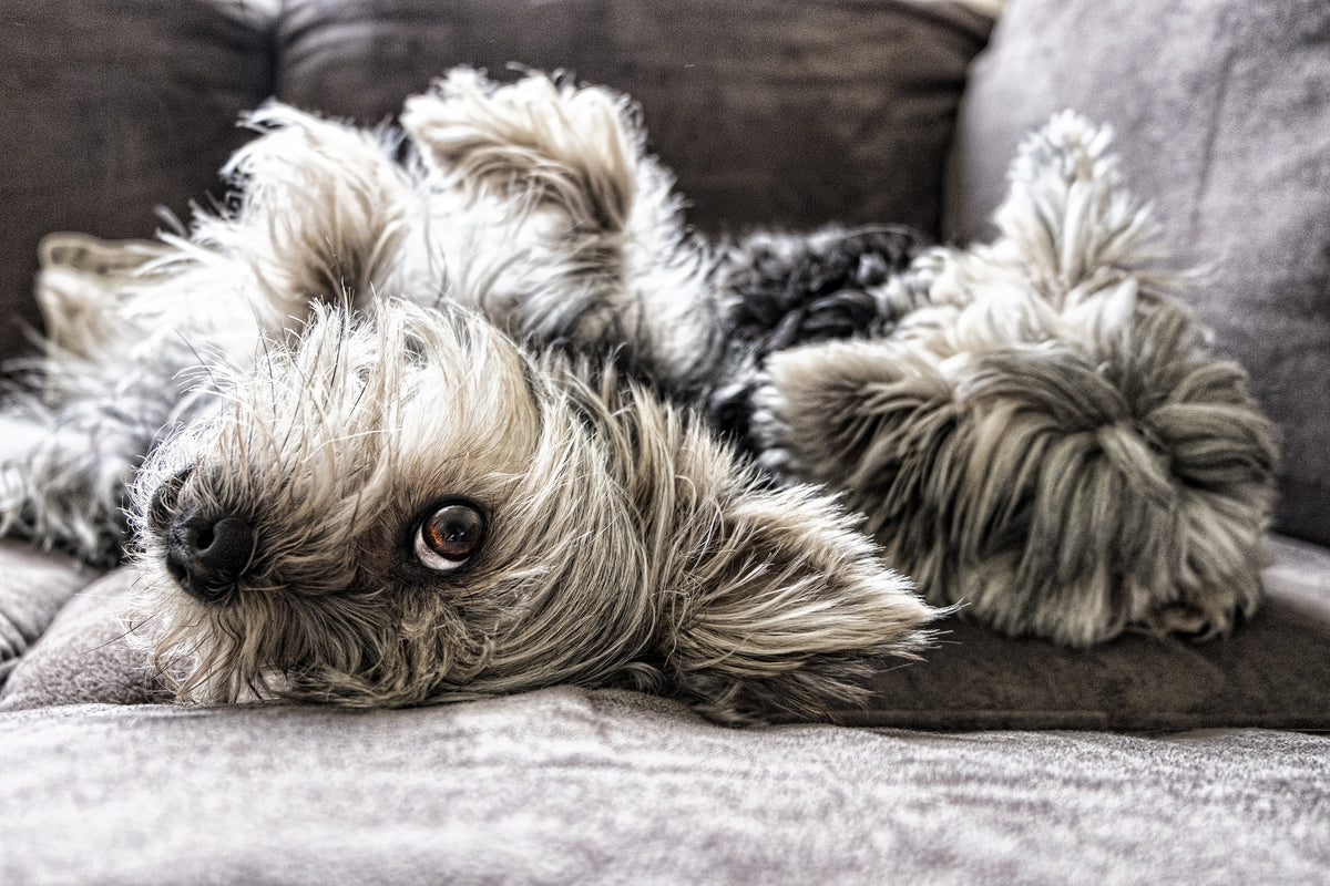 aluminium-print-2-cute-dogs