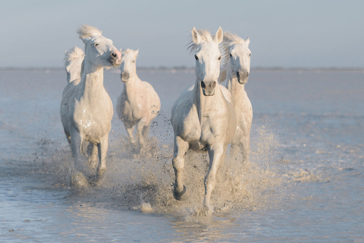 aluminium-print-horses-xue