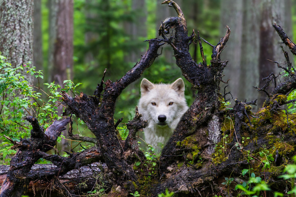 acrylic-print-wolf-x