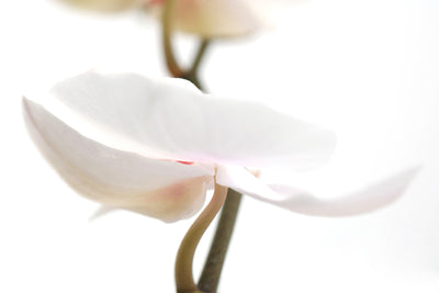poster-print-xxl-orchid-flower