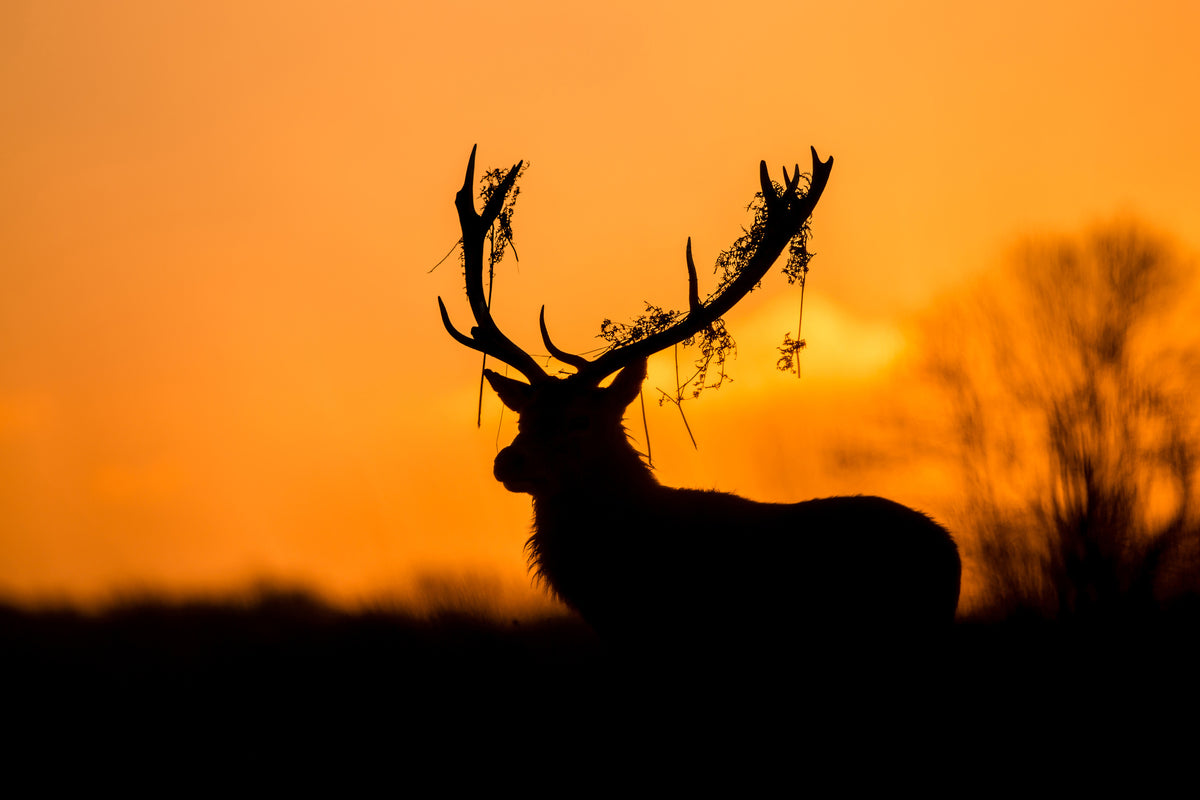 framedcanvas-print-red-deer-stag-silhouette-x