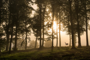 3-piece-aluminium-print-deer-in-the-morning-mist