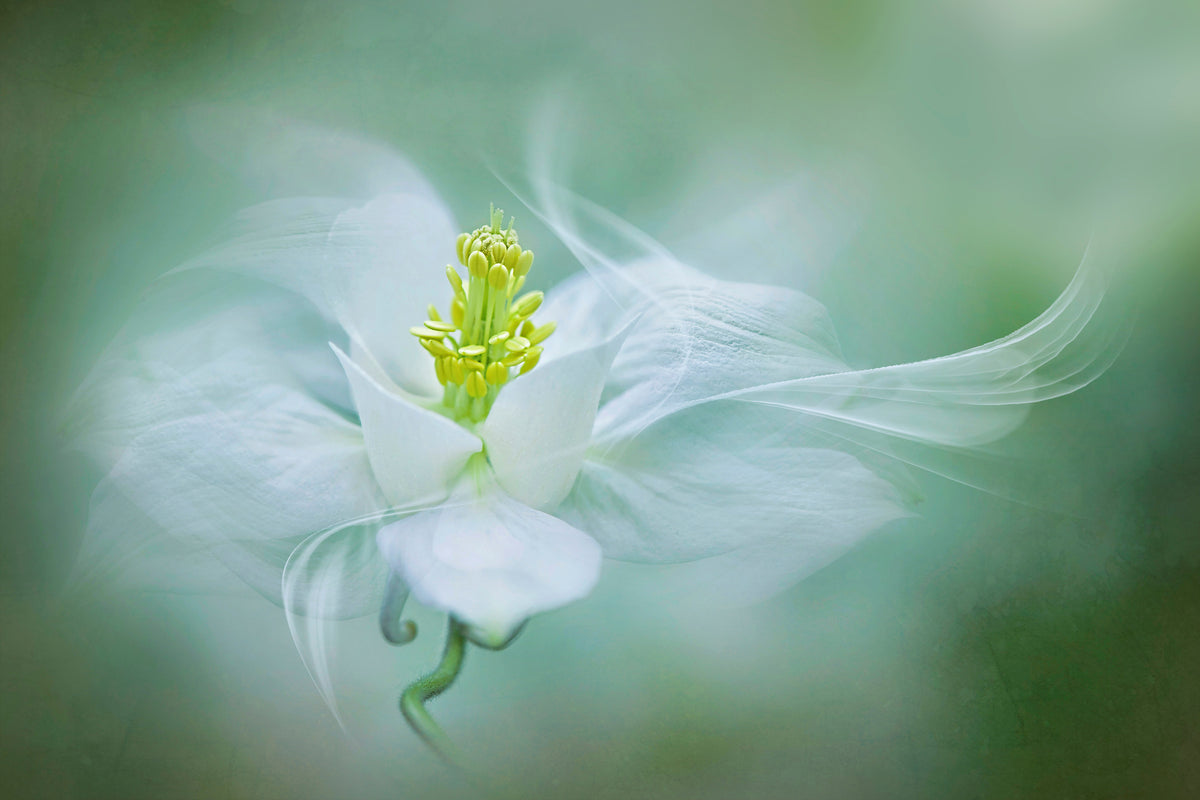 acrylic-print-mystical-xvs