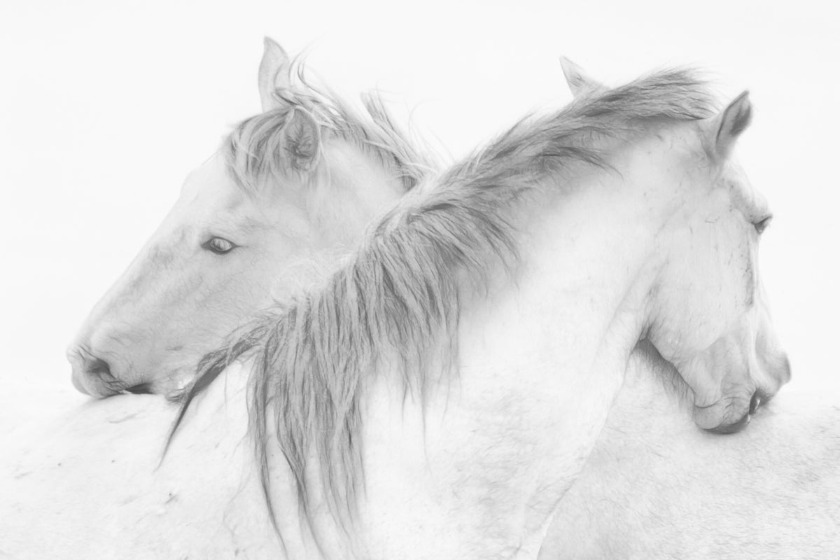 framedcanvas-print-horses