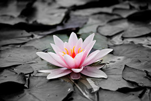 modern-3-piece-canvas-print-the-art-of-water-lily