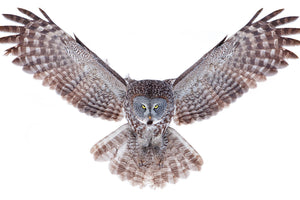 aluminium-print-power-great-grey-owl