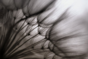 poster-print-dandelion-p