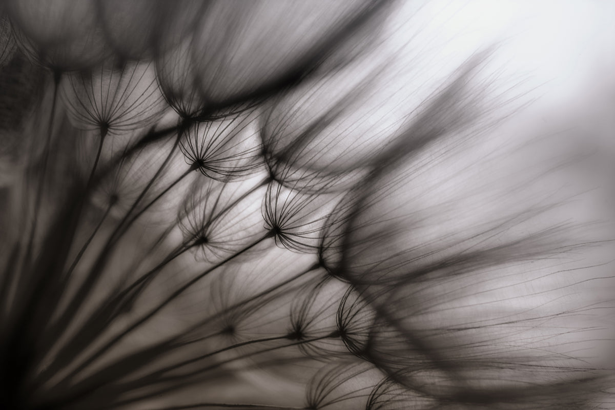 poster-print-dandelion-p