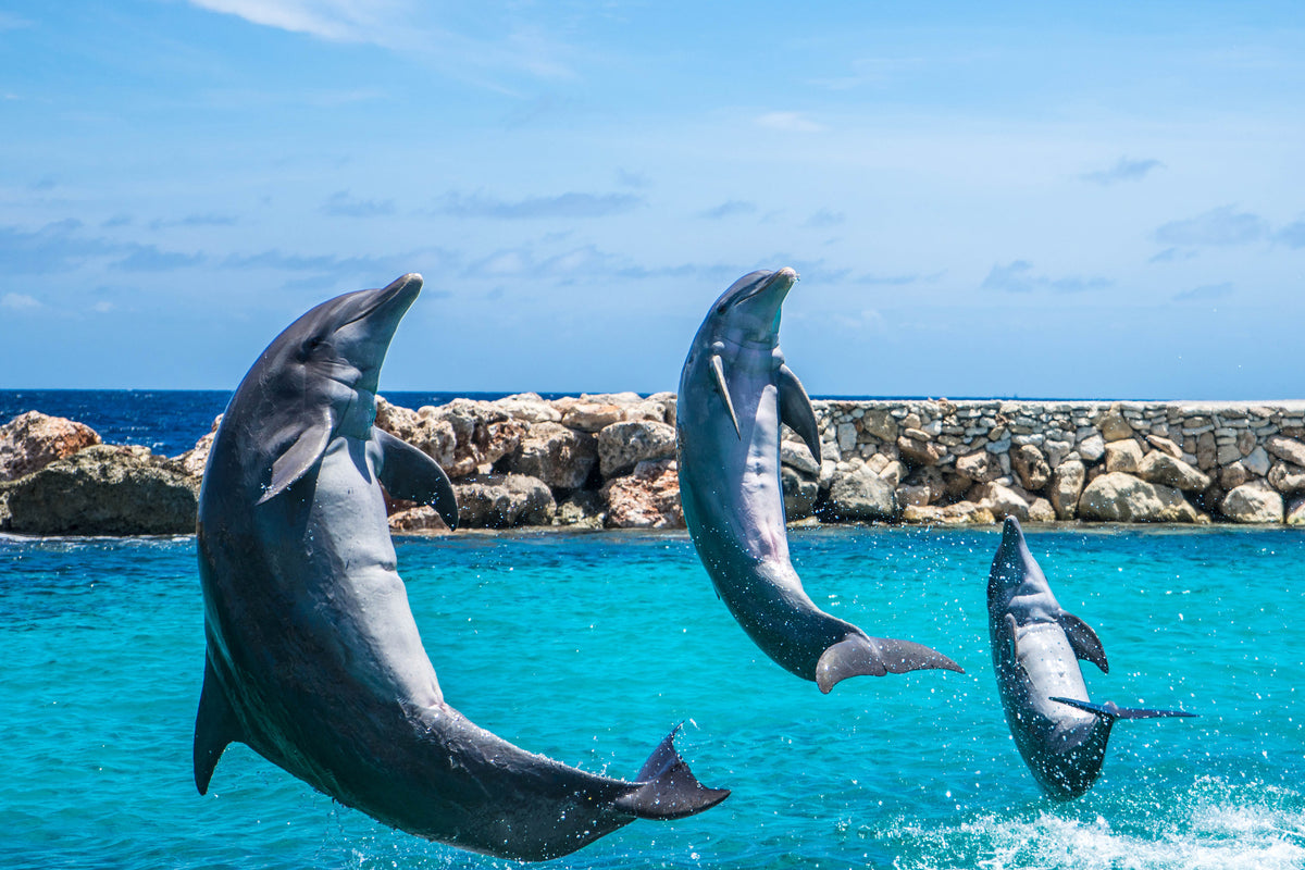 3-piece-acrylic-print-3-dolphins