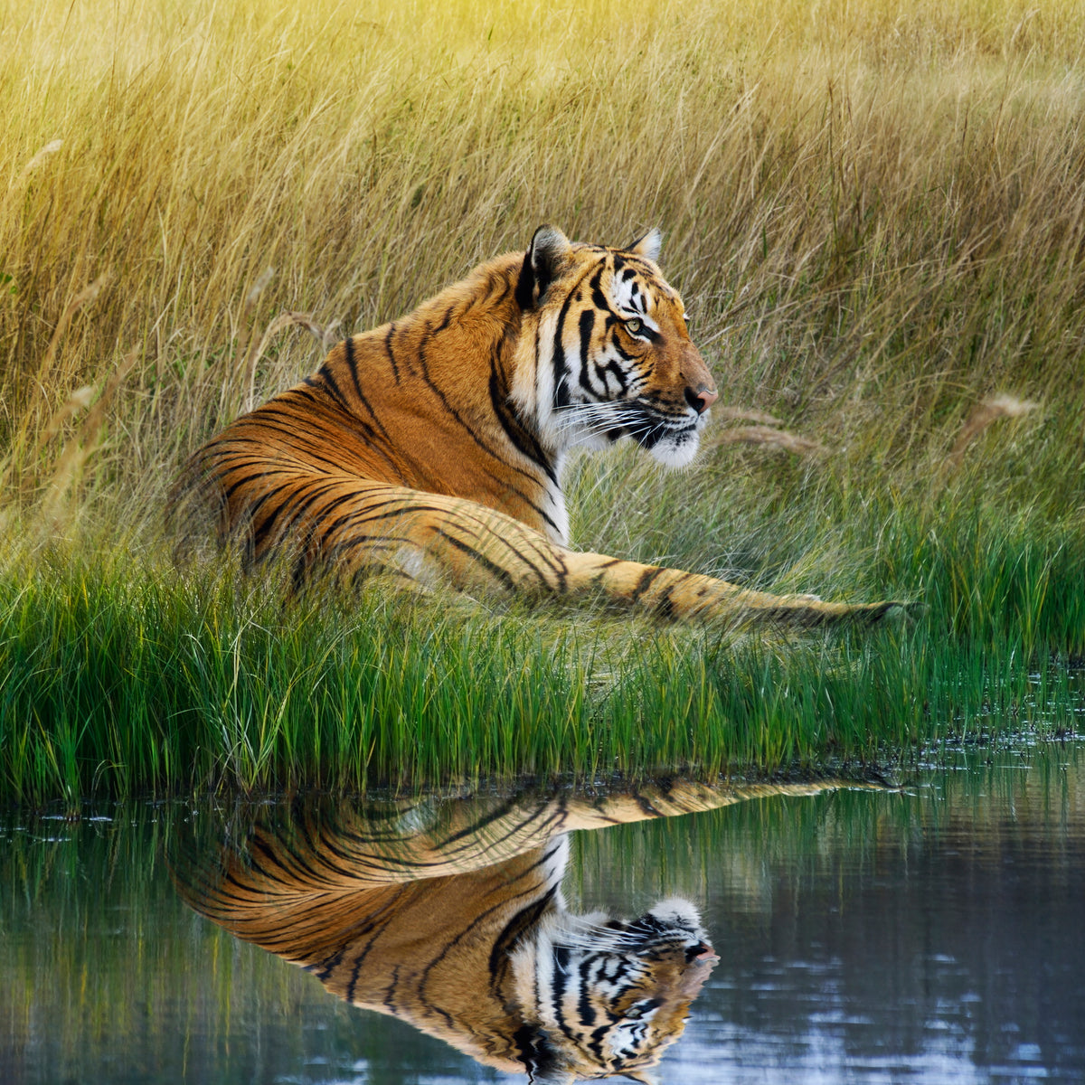 4-piece-acrylic-print-the-tiger