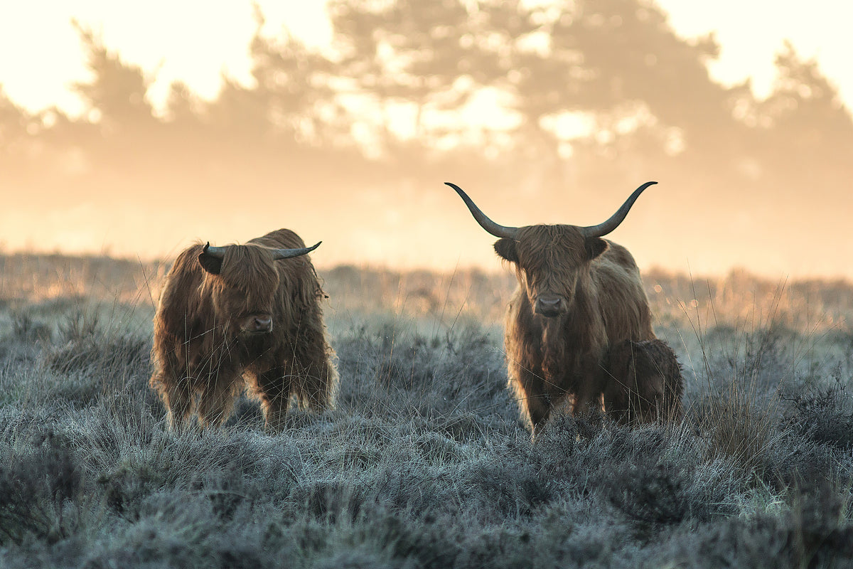 canvas-print-three-highlanders-x