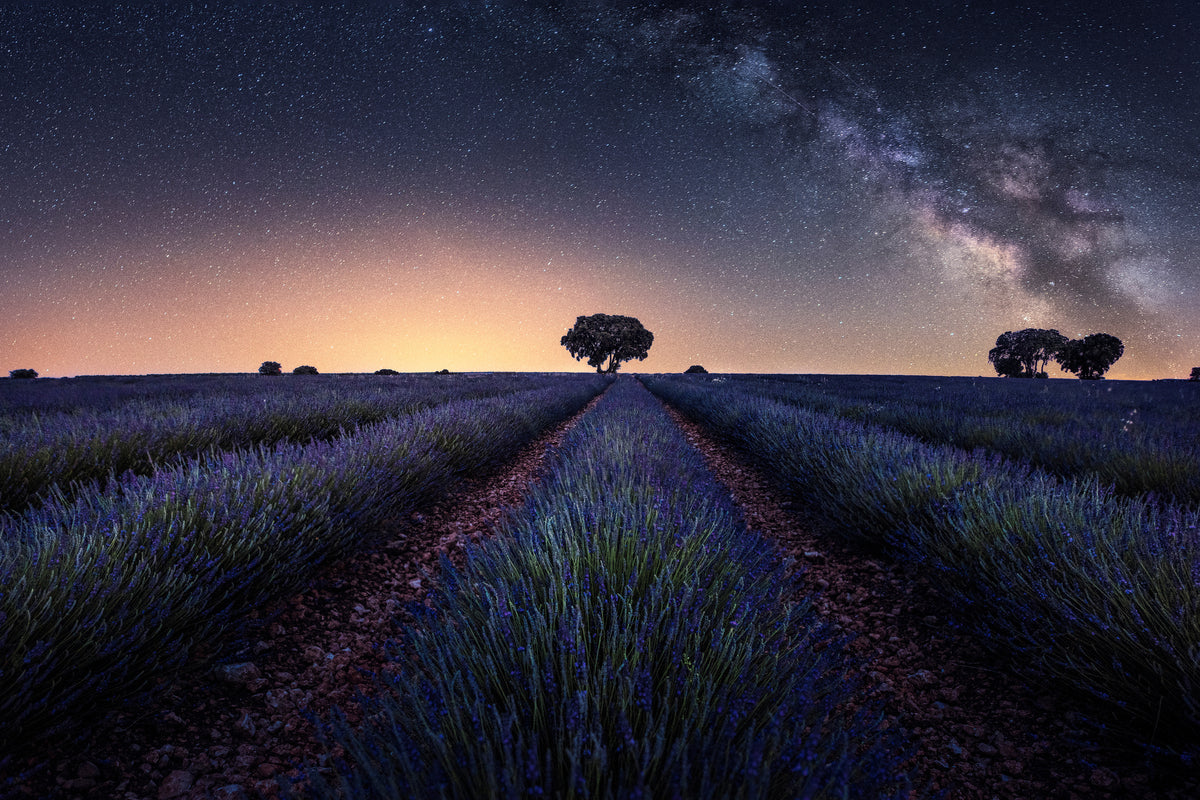 aluminium-print-lavender-fields-xxw