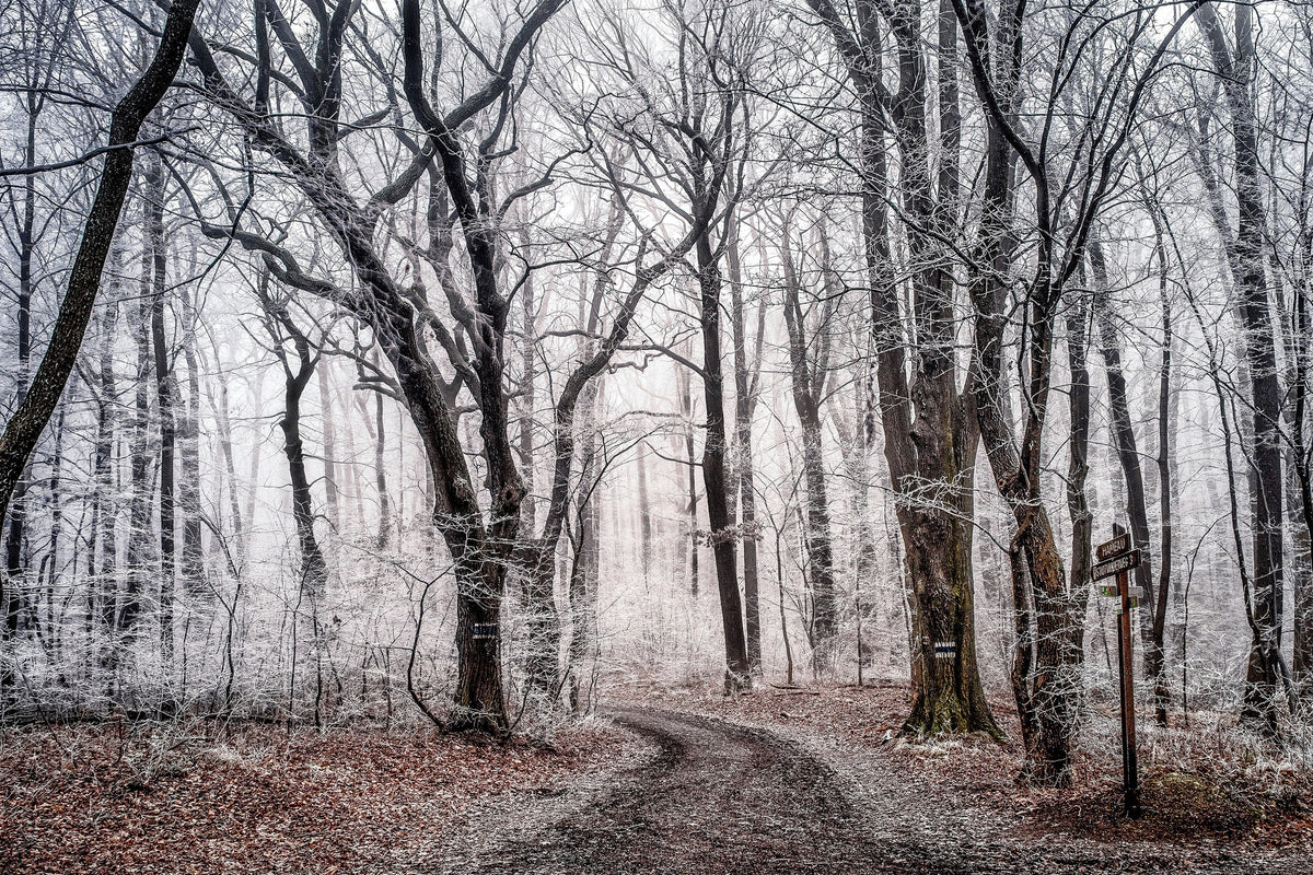 3-piece-canvas-print-wintry-forest