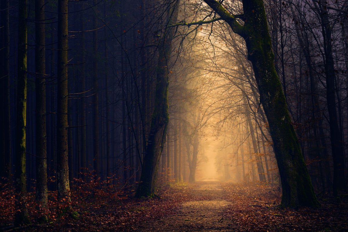 modern-3-piece-canvas-print-evening-mood-in-the-forest