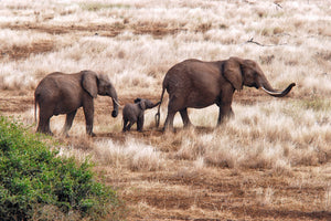 framedposter-print-elephant-family-tanzania-x