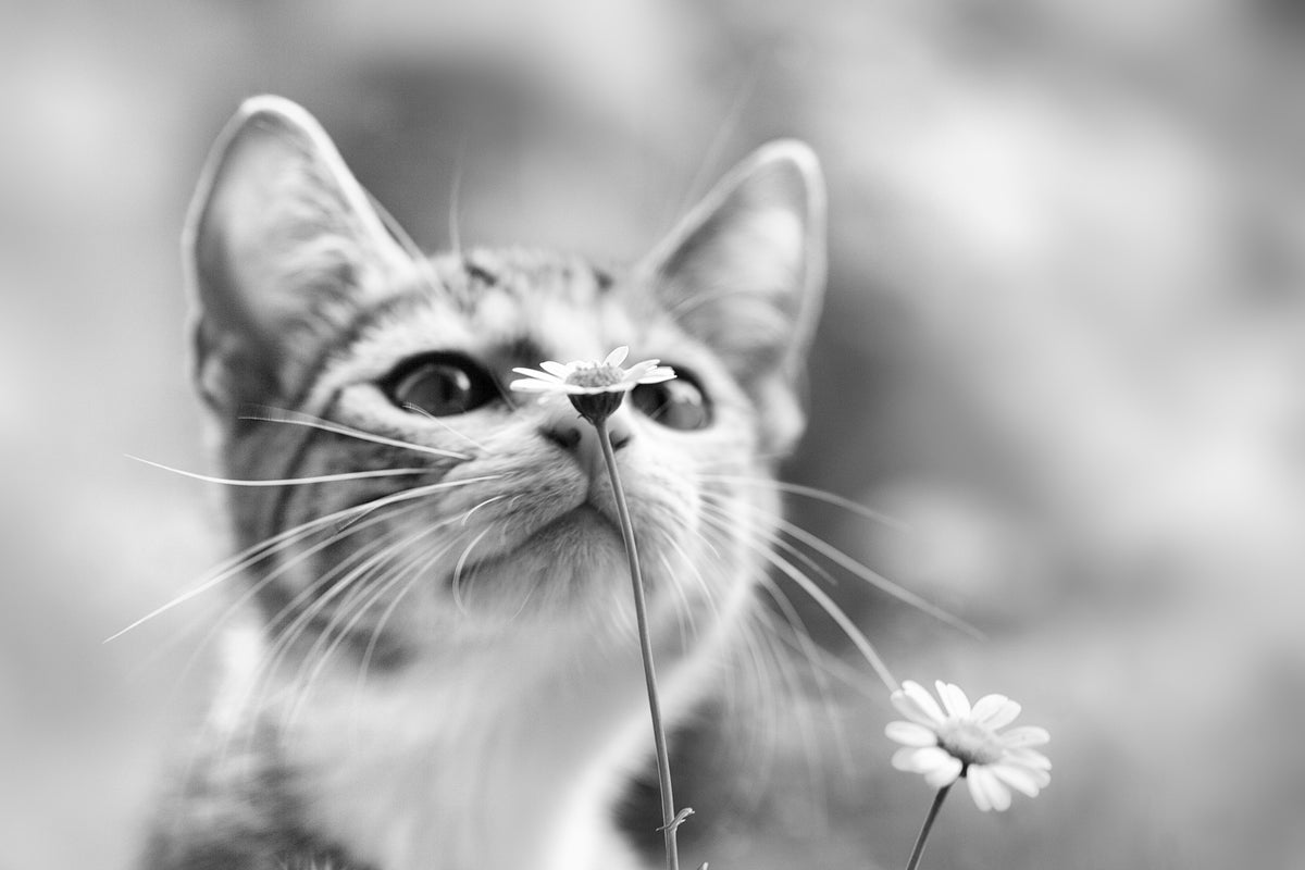 aluminium-print-curious