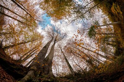 poster-print-forest-xax