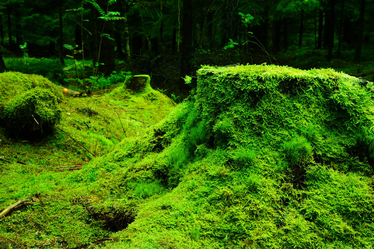 canvas-print-moss-in-the-forest