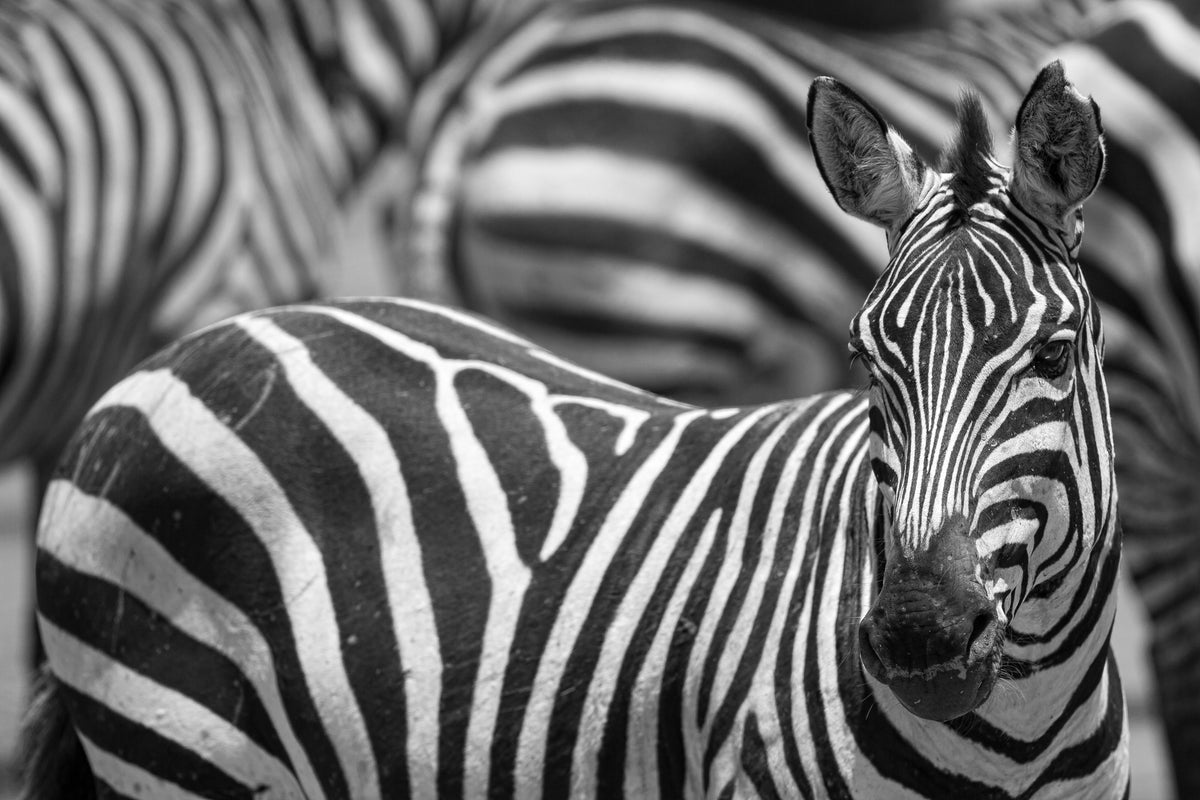 framedposter-print-stripes-x