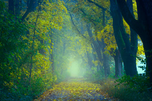 3-piece-acrylic-print-green-forest