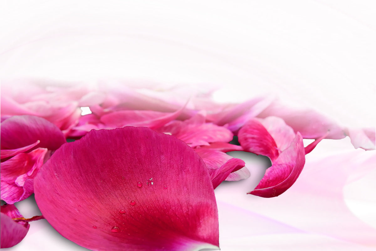 aluminium-print-rose-petals-in-pink-iii