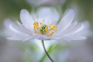 acrylic-print-nemorosa-nirvana