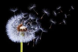 acrylic-print-dandelion-blowing