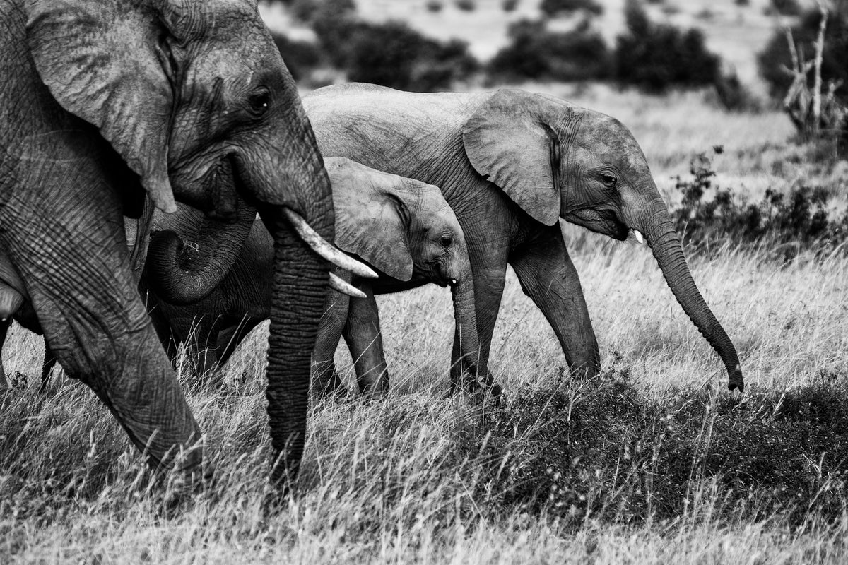 framedcanvas-print-elephant-family-x